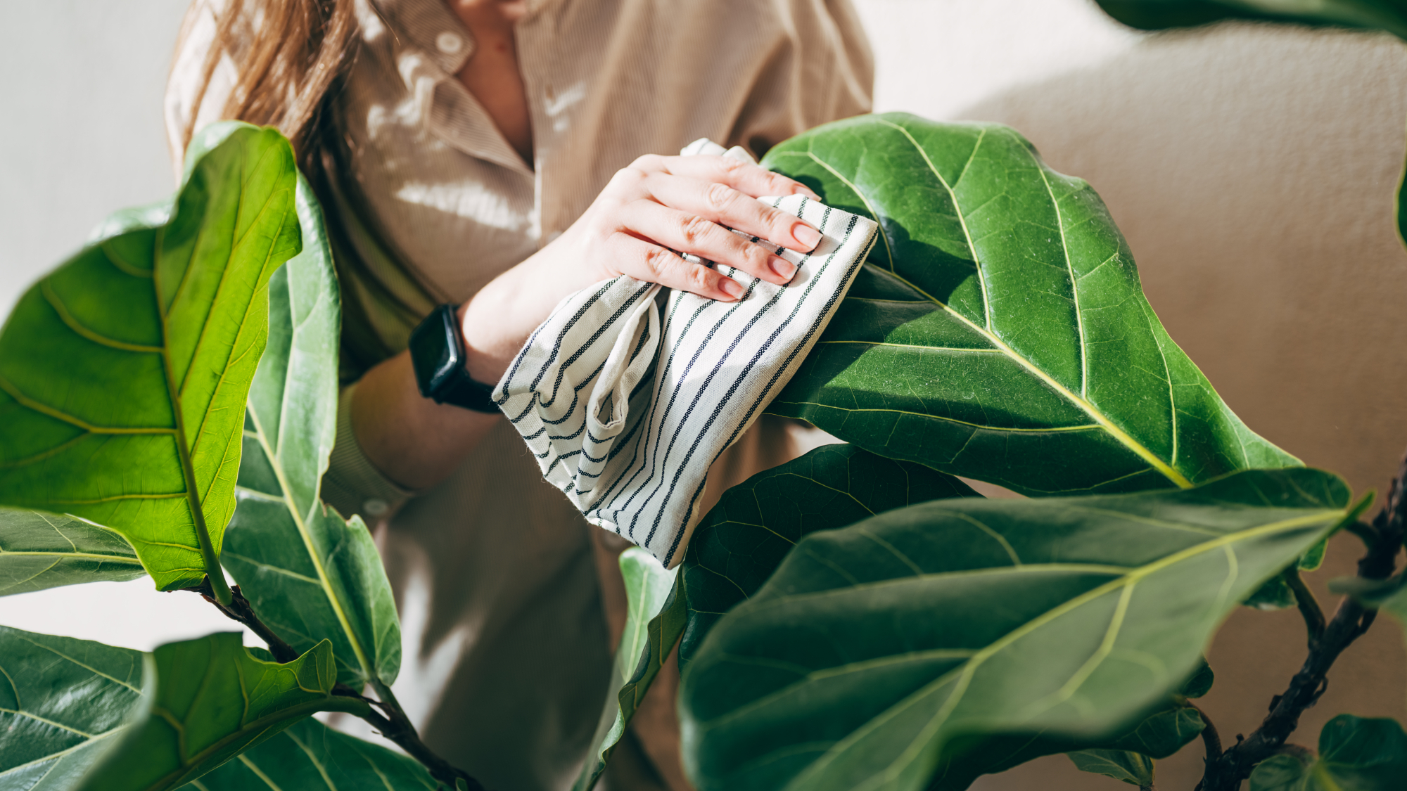 woman wiping fiddle leaf fig leaves with cloth