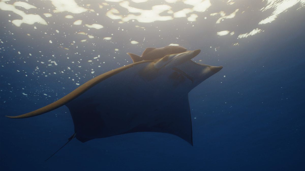 Eagle ray.