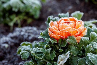 A flower covered with frost
