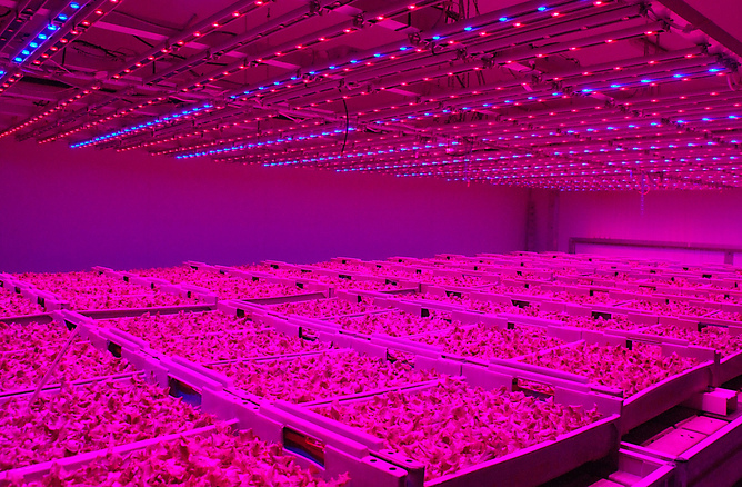 The future’s bright, the future’s pink