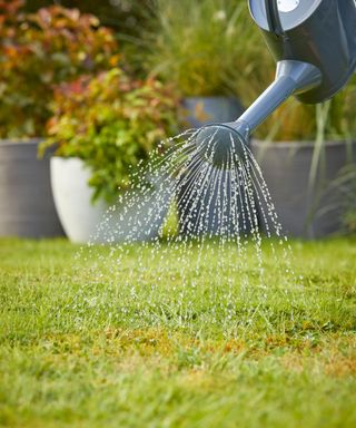 person watering a lawn with a watering can