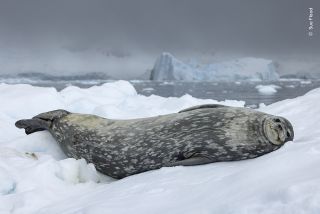 A dramatic blue-grey sky highlights the soft greys of a Weddell seal as it rests on an ice floe