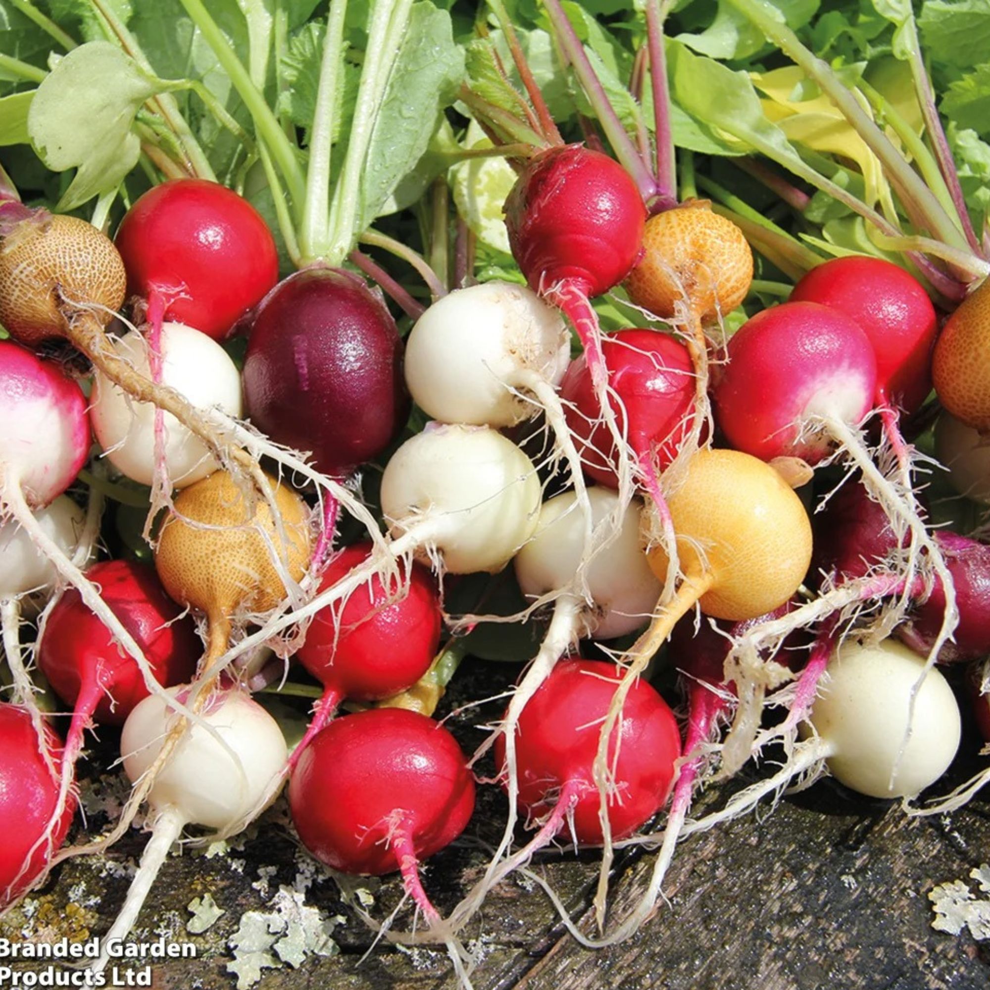 mixed radishes