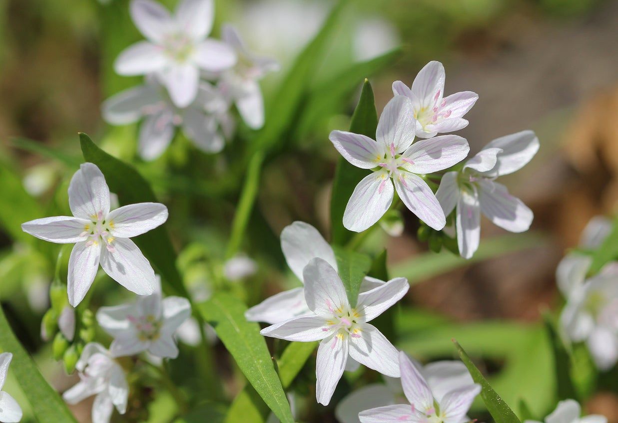 Claytonia Spring Beauty Wildflowers