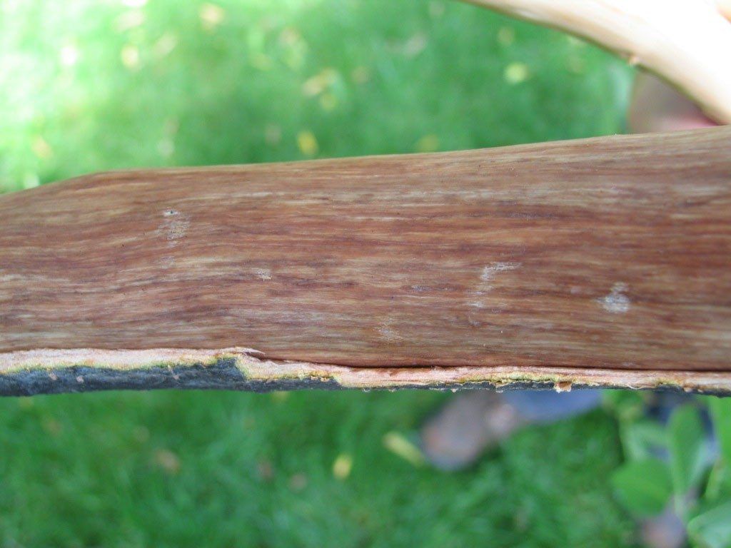 Dutch Elm Disease On Bark