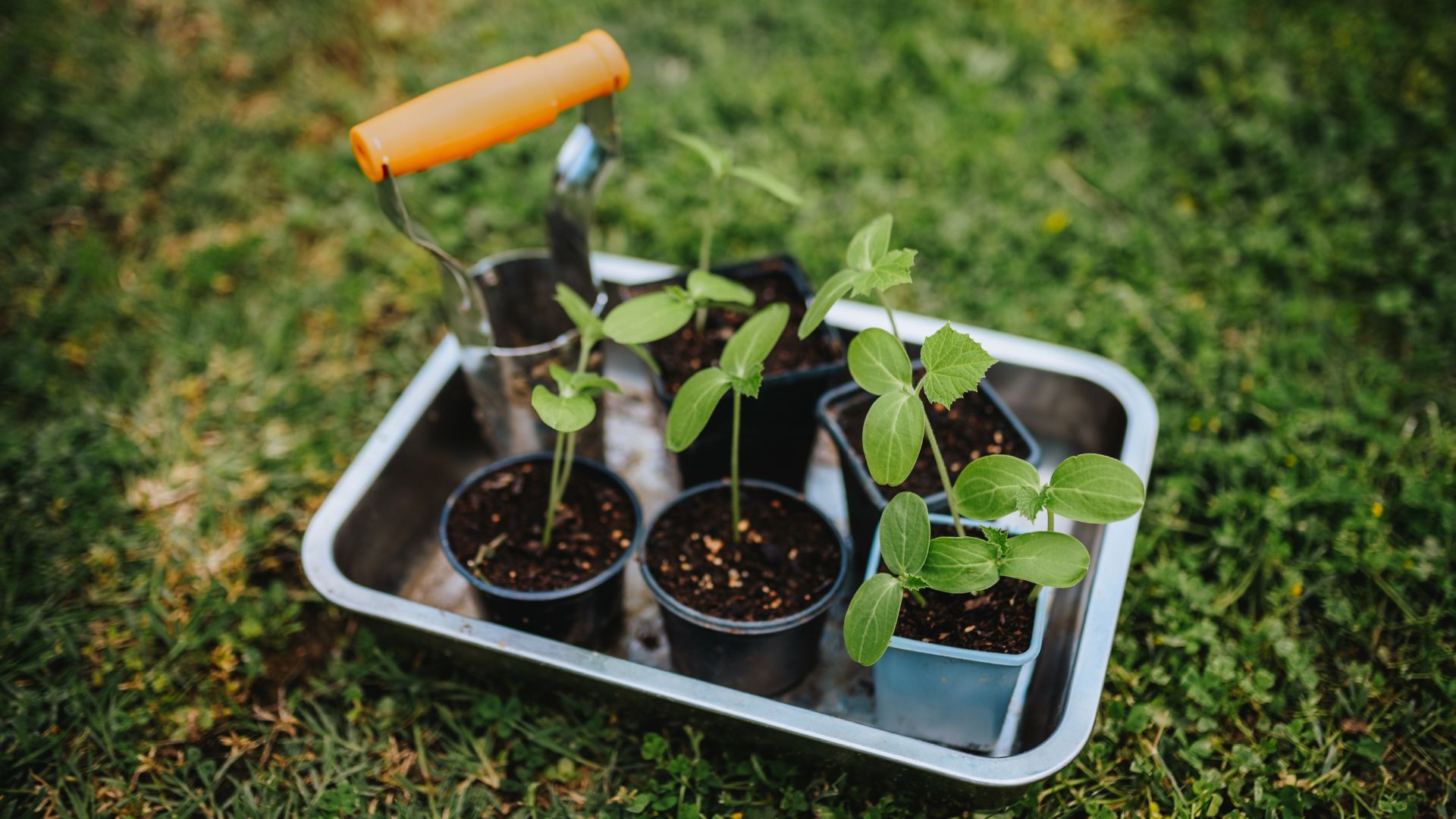 picture of plants in watering tray