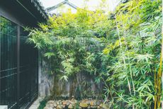 how to grow bamboo: