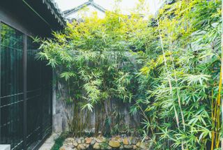 how to grow bamboo: airy bamboo can disguise fences
