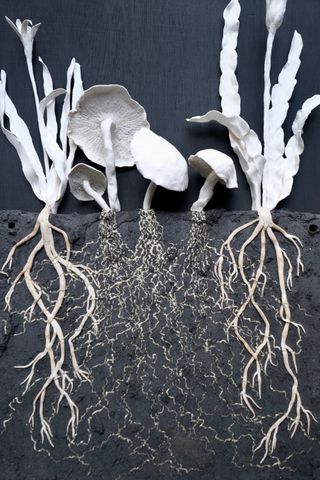 Unearthed - Mycelium by Jo Pearl, 2023 © Elsa Pearl