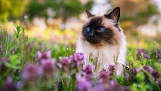 Balinese cat