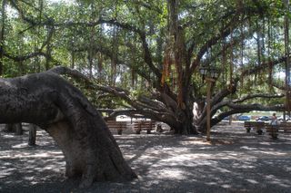 A large banyan tree