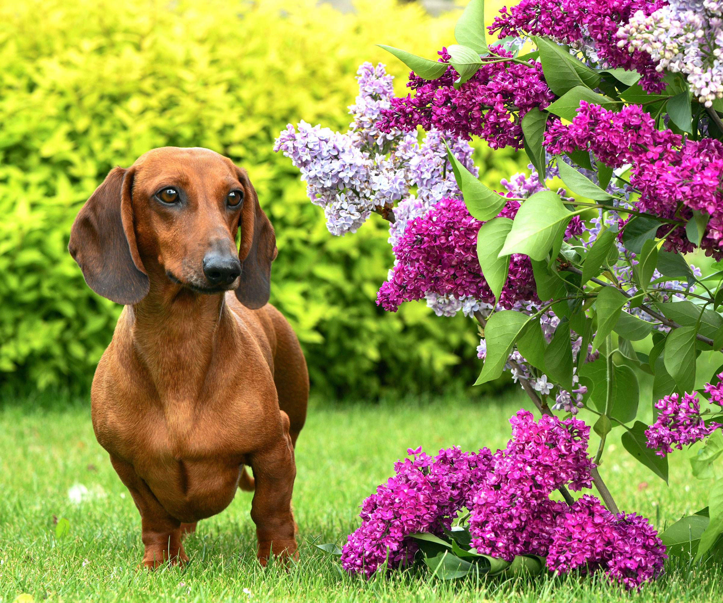 dachshund dog standing near lilac shrub in garden