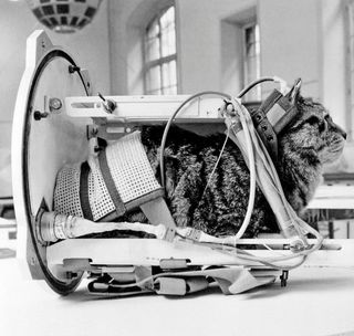 A photo taken on Feb. 5, 1964 shows a cat representing Félicette, the first and only cat to fly to space, with equipment in the Veronique rocket during an exhibition at The Conservatoire National des Arts et Métiers (CNAM; National Conservatory of Arts and Crafts) in Paris.