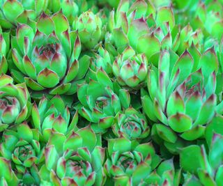 hens and chicks growing in rockery display