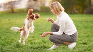 Woman playing outside with her excited Cavalier King Charles Spaniel