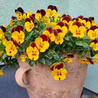 Yellow pansies in a terracotta pot