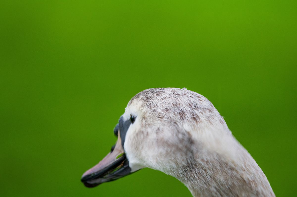Sigma 500mm F5.6 DG DN OS Sports
