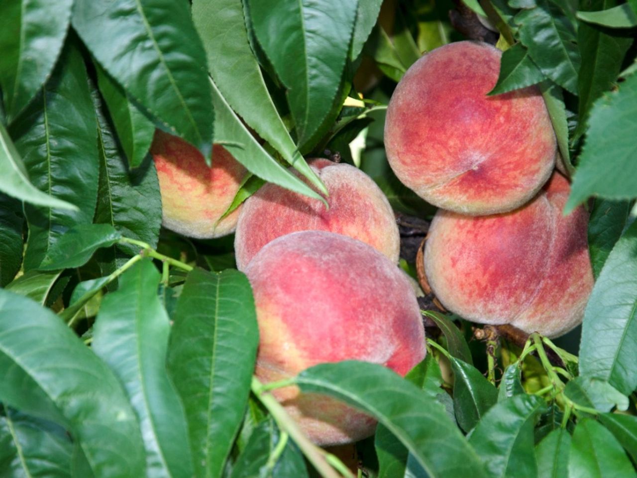 Peach Tree Full Of Fruit