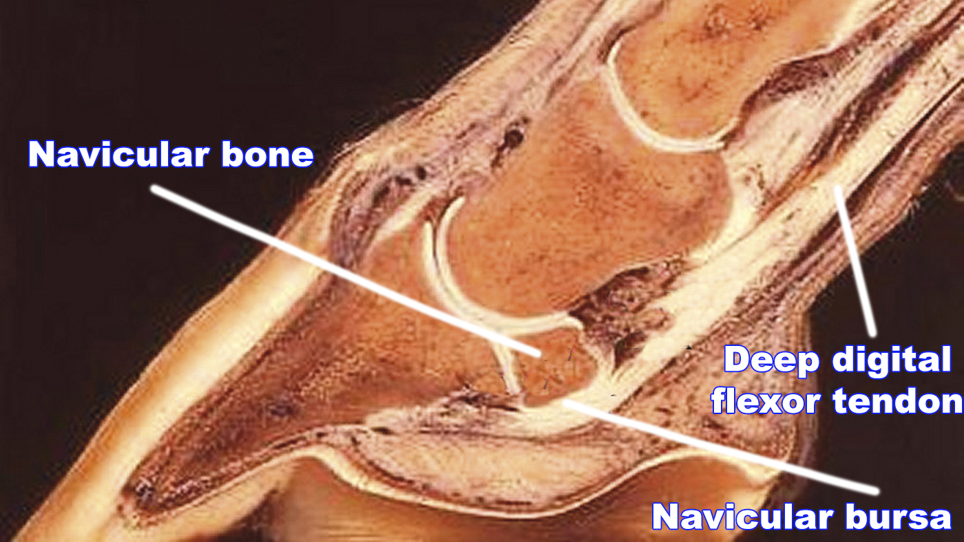 A diagram showing where the navicular bone is located in horses.