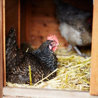 chicken in coop and dry grass