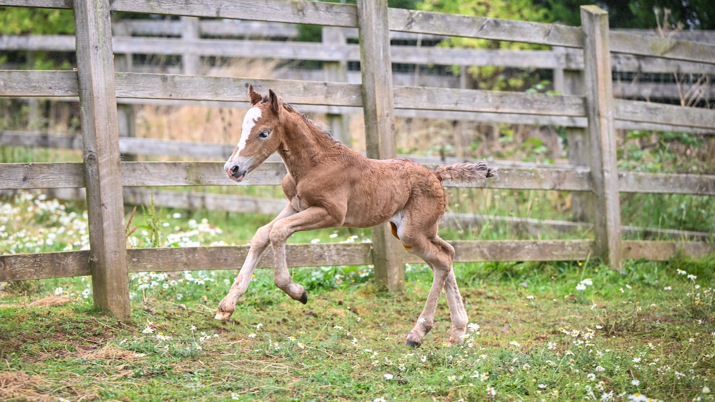 Foal2