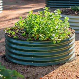 Vego Garden circular corrugated raised bed with plants