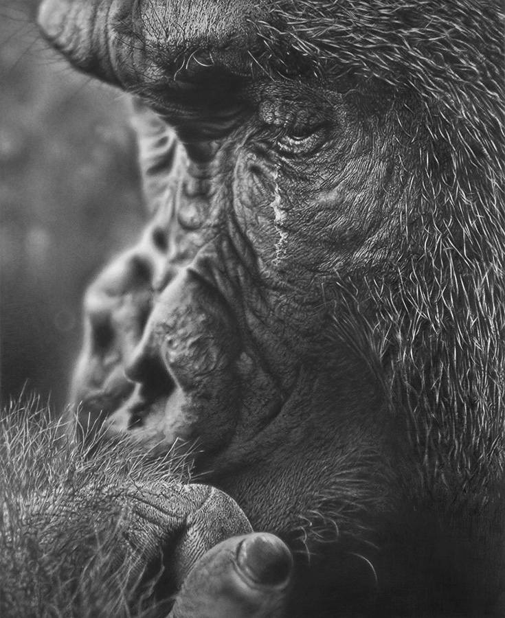 Realistic pencil drawings: Stefan Marcu