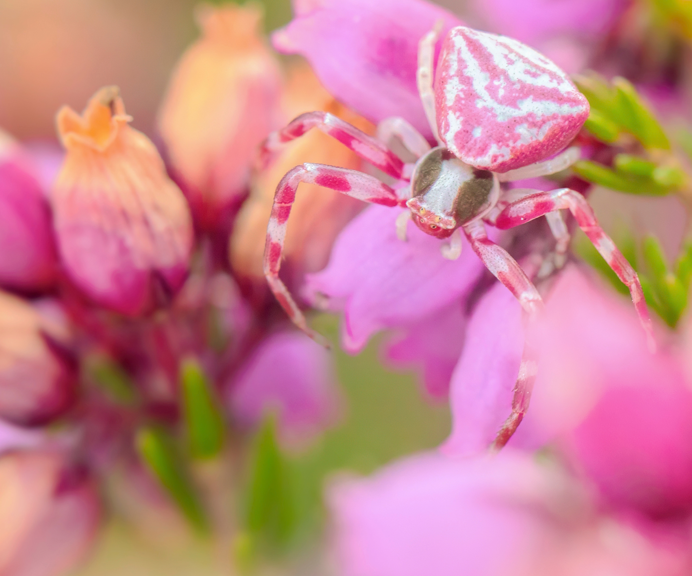 Birth month spiders