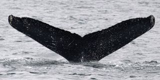 An image of a whale's tail above water.