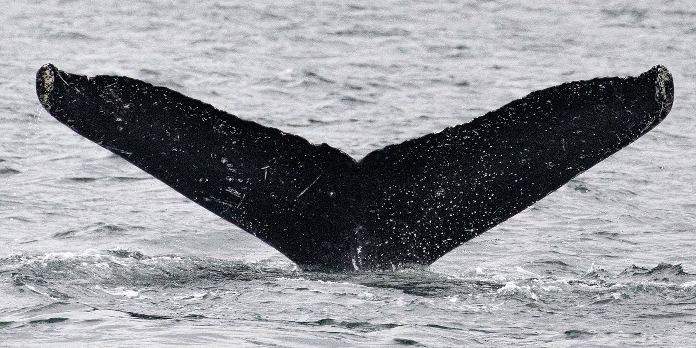 SETI’s 1st ‘conversation’ with a humpback whale offers insight on how to talk to E.T. Space