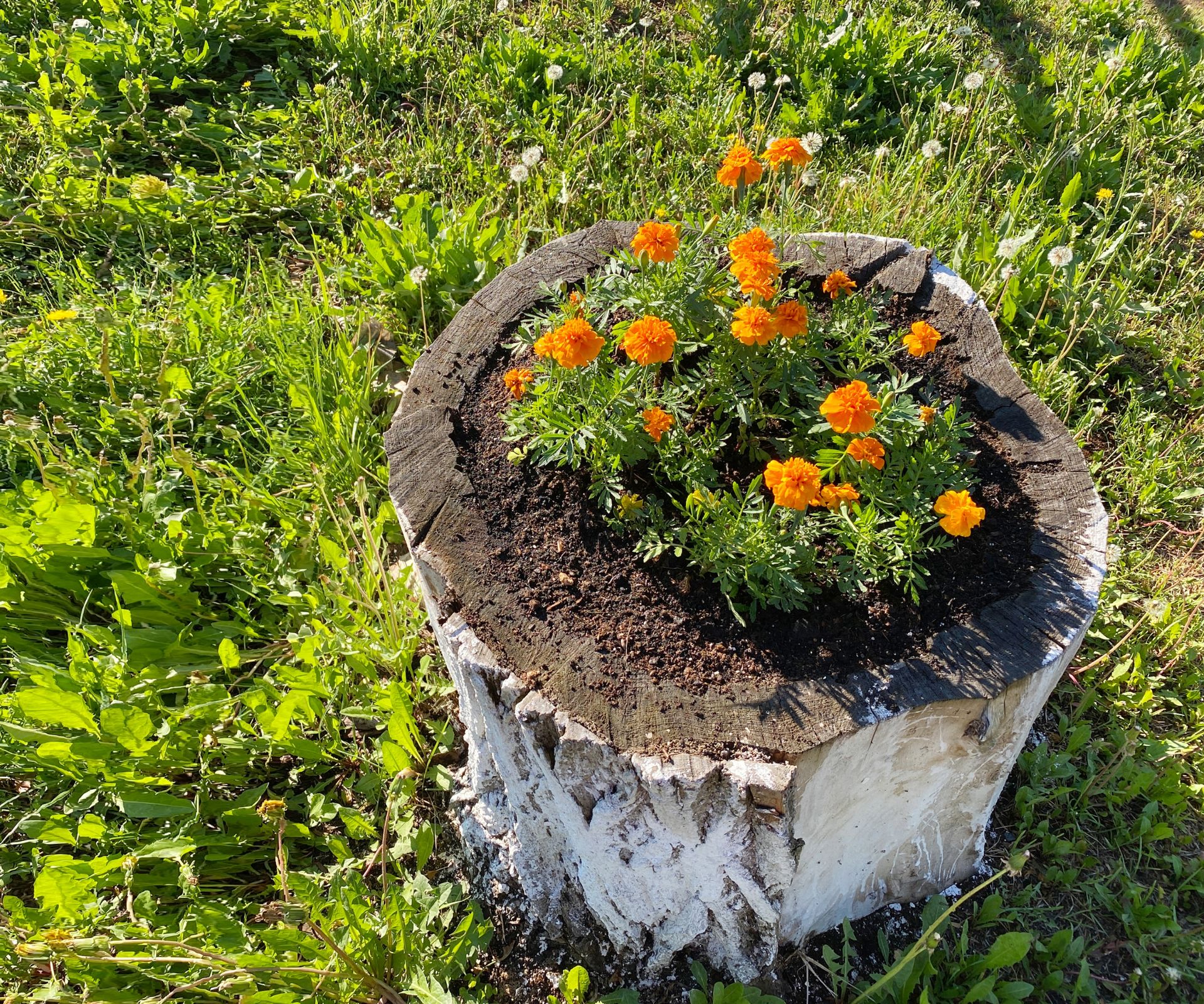 Tree stump with marigold orange flowers. Plant called Tagetes.