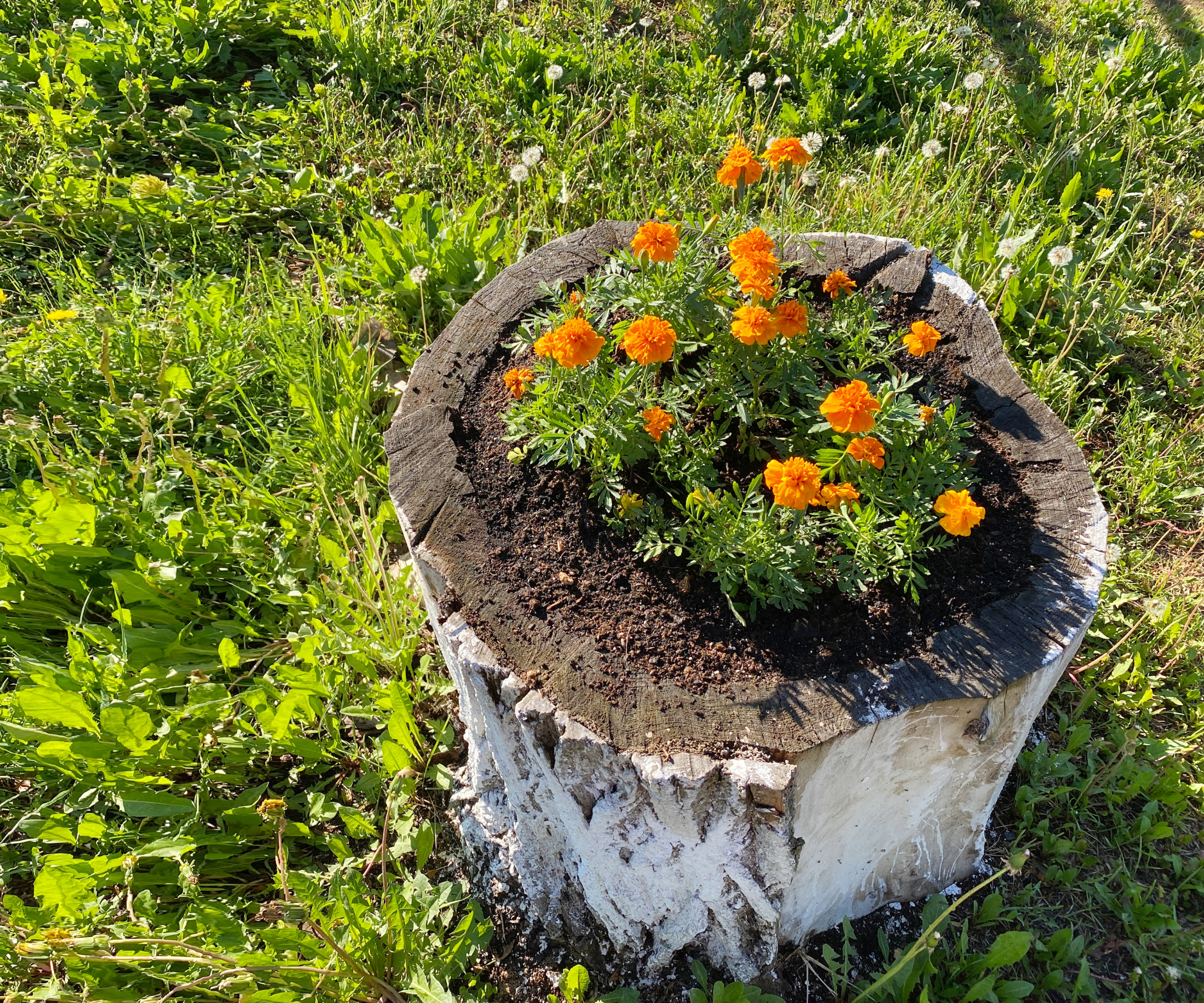 Tree stump with marigold orange flowers. Plant called Tagetes.