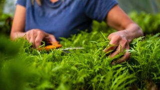 picture of woman cutting rocket plants