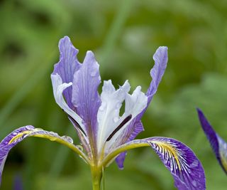 Douglas Iris, Iris douglasiana, with purple blooms