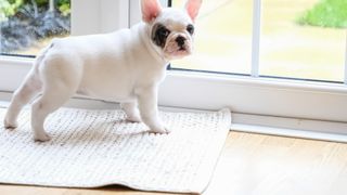 a French bulldog puppy waits by a door to be let outside