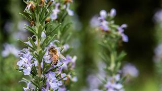 bee on rosemary plant