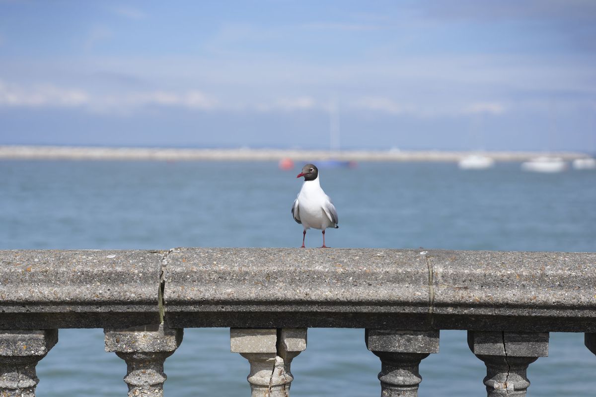 A seabird on a ocean front concrete wall, it's sunny, the ocean and boats are in the background