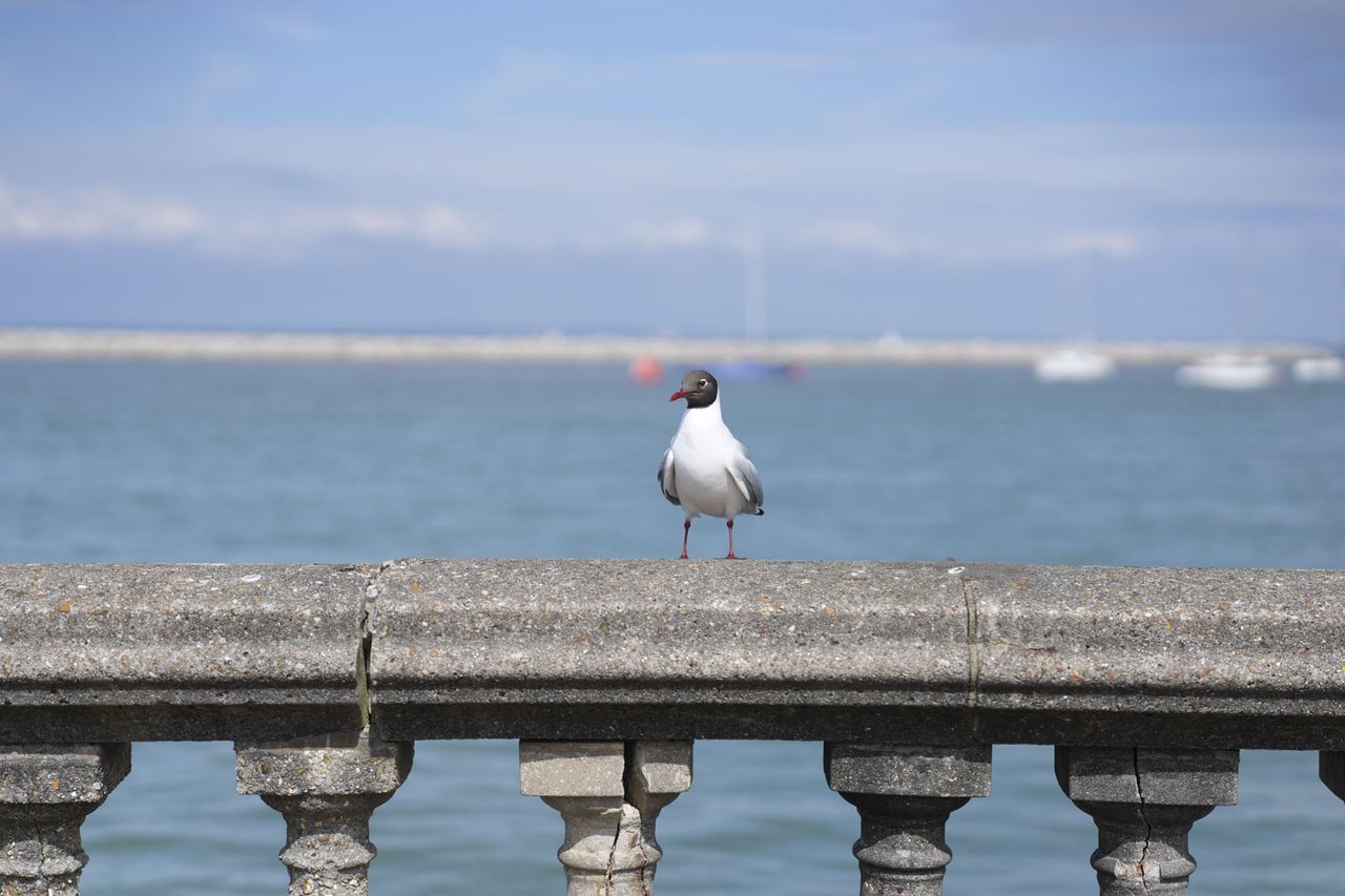A seabird on a ocean front concrete wall, it's sunny, the ocean and boats are in the background