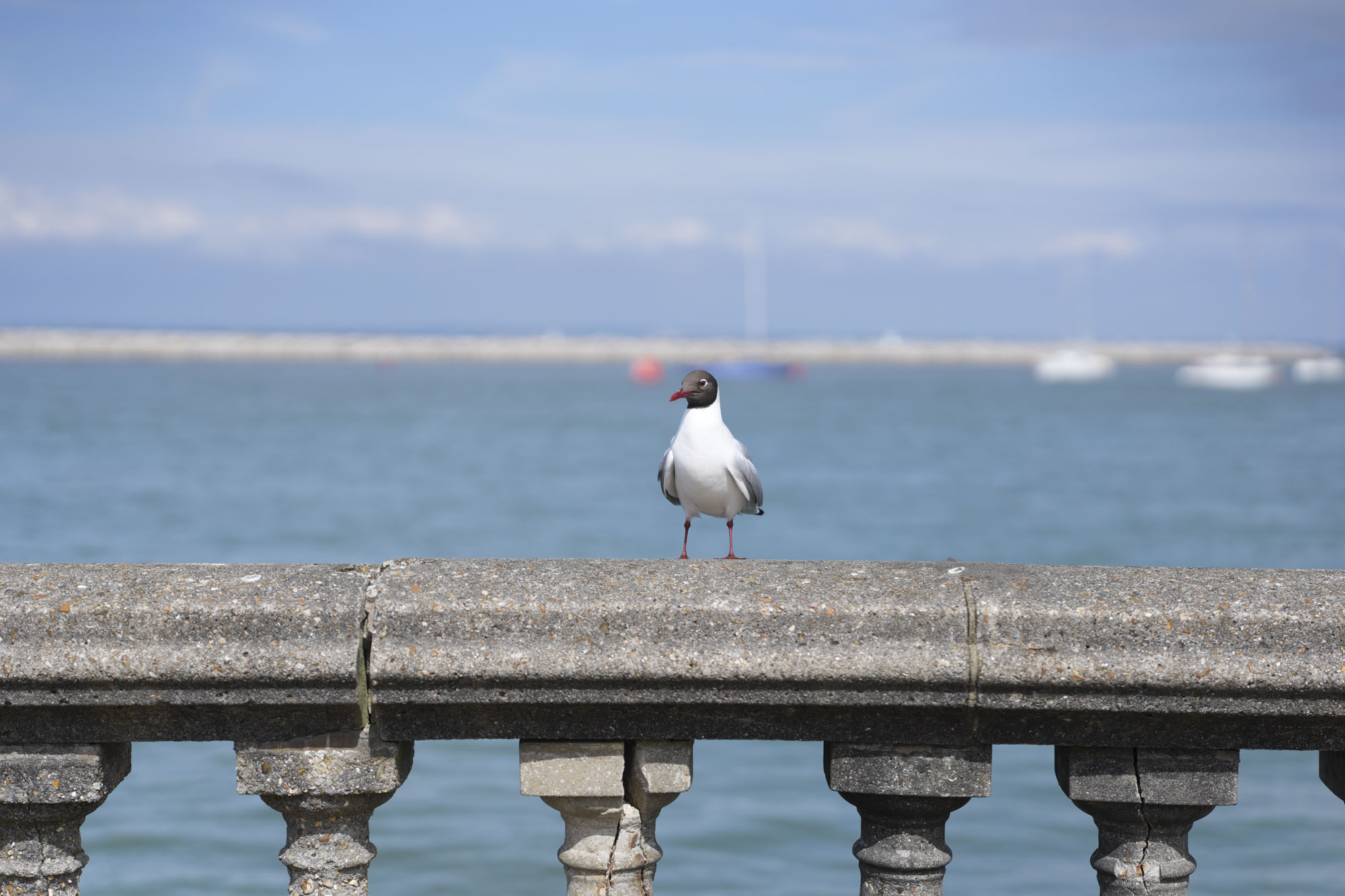 A seabird on a ocean front concrete wall, it's sunny, the ocean and boats are in the background
