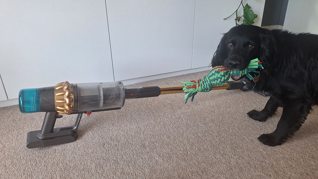 Dog standing in front of Dyson V15 vacuum cleaner