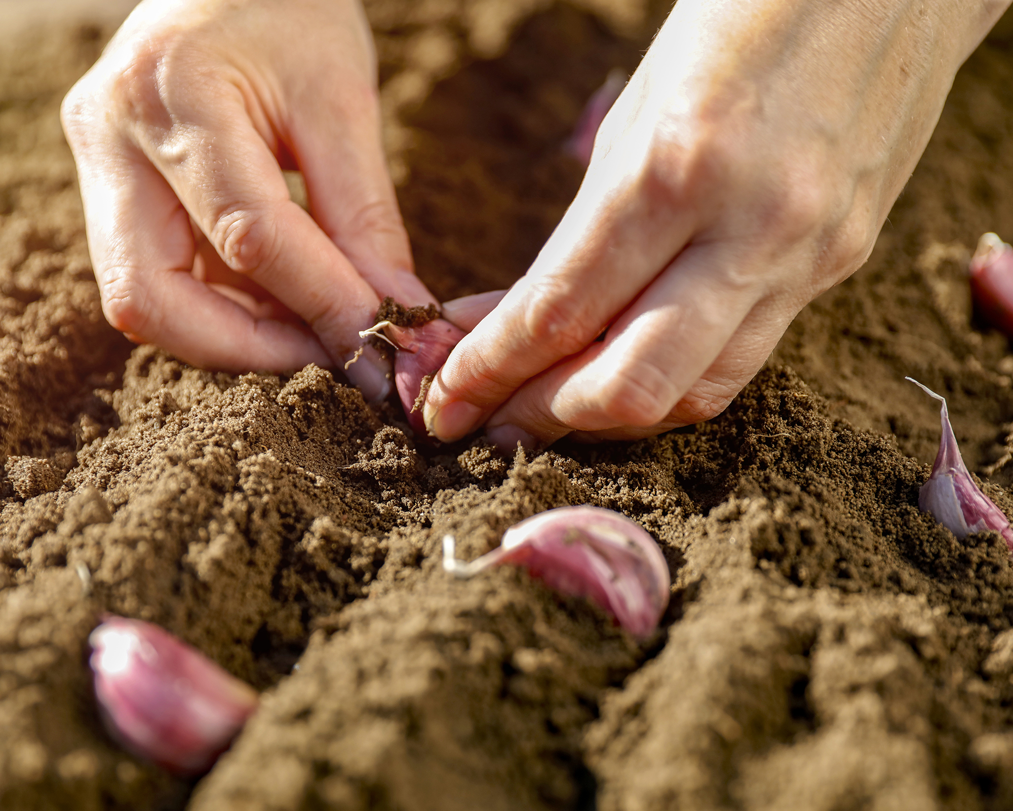 Planting garlic bulbs in soil