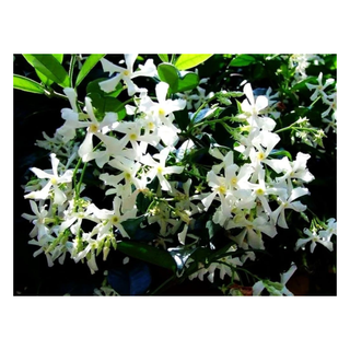 A jasmine plant in bloom