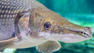 An Alligator gar (Atractosteus spatula) in water.