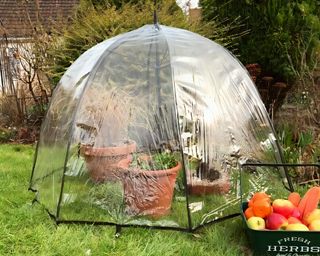 clear plastic umbrella used as a mini greenhouse