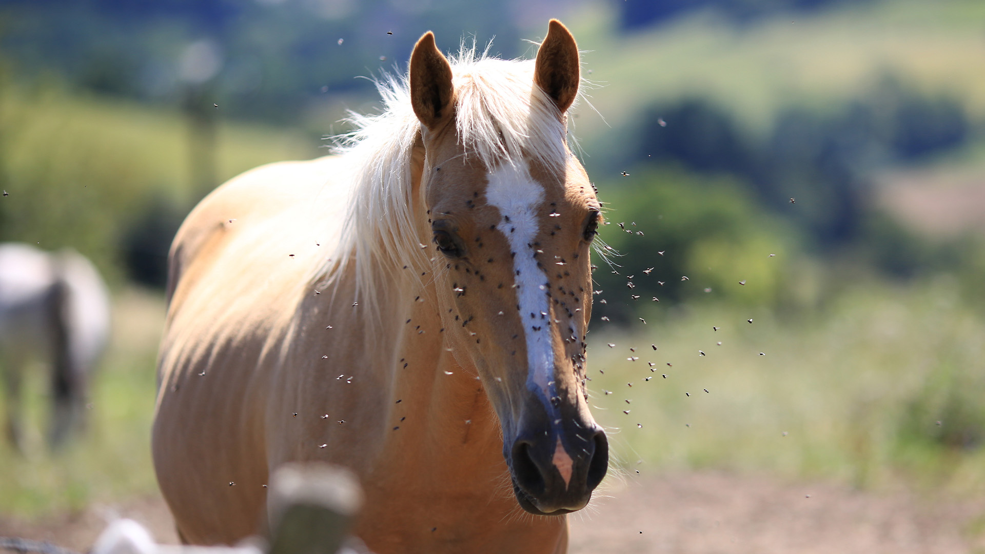 Palamino horse covered in flies