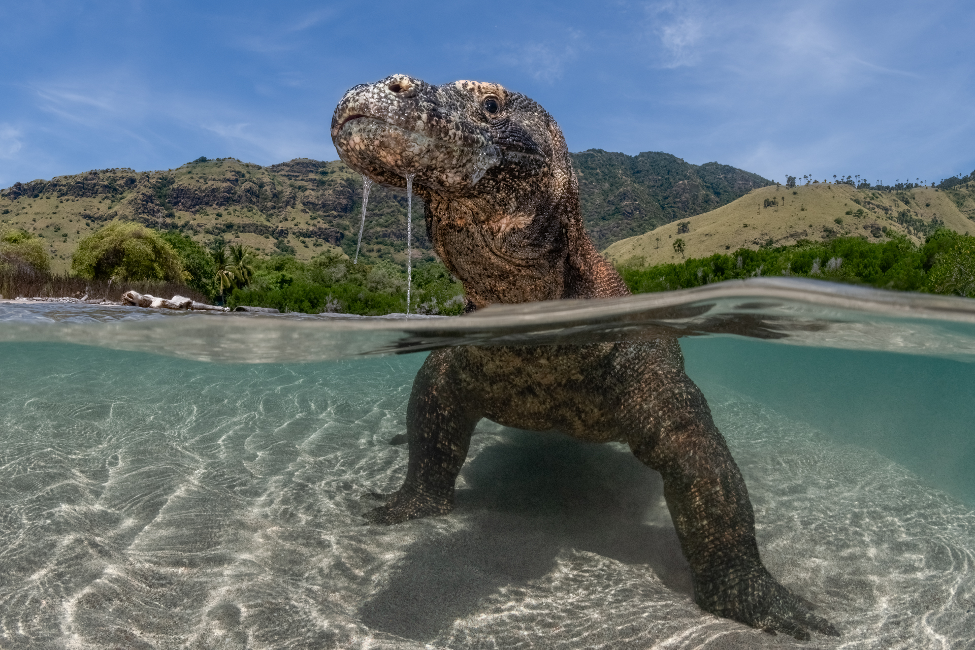 A Komodo dragon stands in shallow water