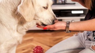 Easy ways to teach your dog new tricks — dog eating from owner's hand