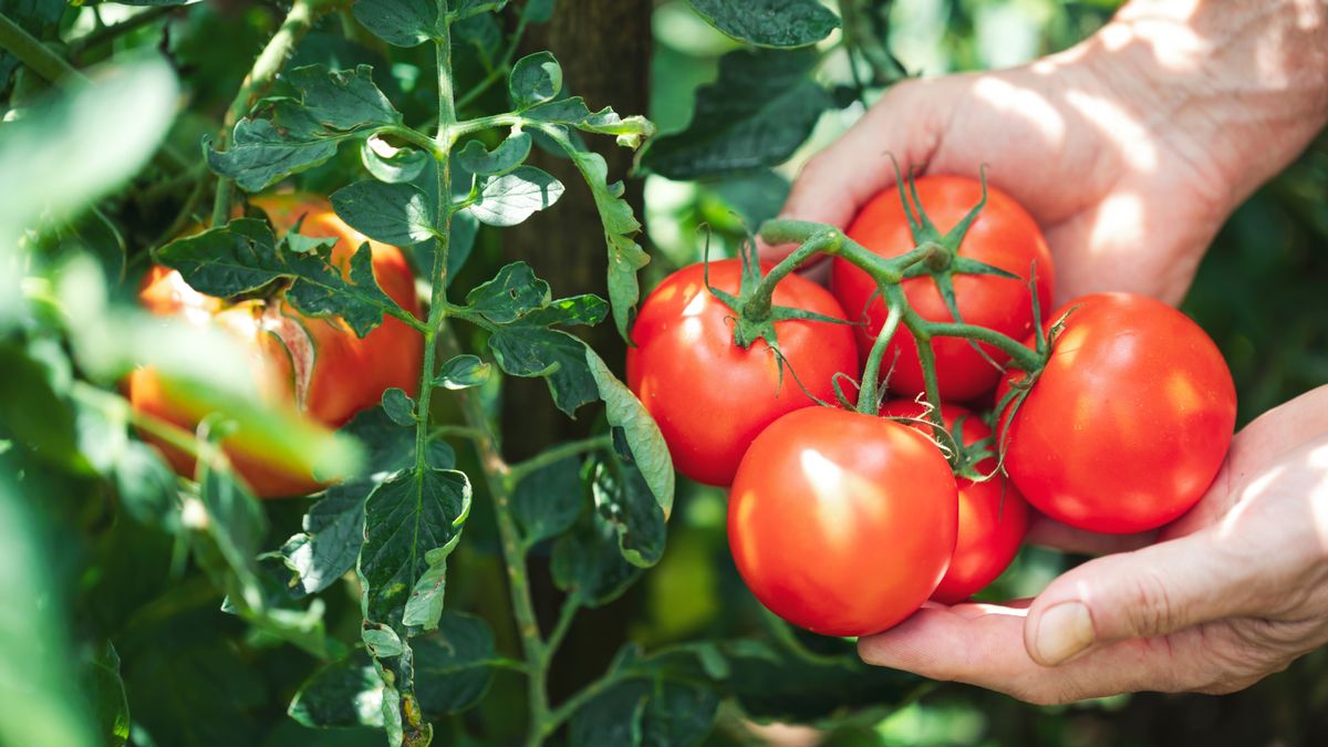 What to Do With Tomato Plants in September – 7 Easy Tasks to Get the Most Out of Your 'Maters Before the First Frost