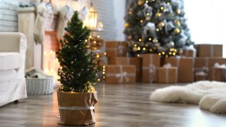 A small planted Christmas tree sitting in a living room in front of a fully grown Christmas tree, surrounded by presents