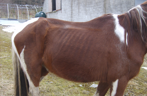 Oddie-before.jpg